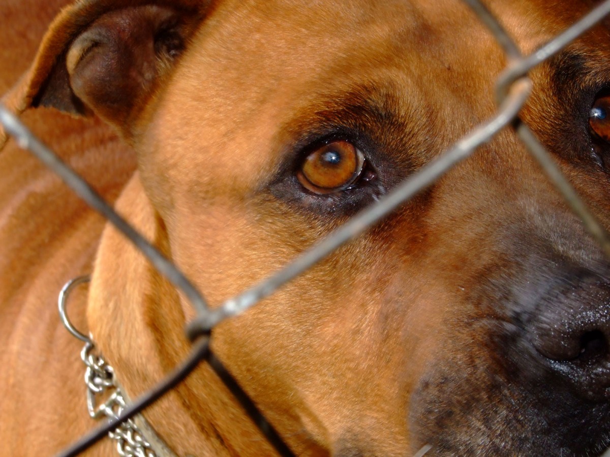 Any visitor to the Cartimar animal market is constantly greeted with sad eyes like these.